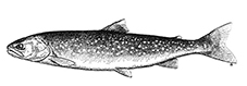 Salvelinus alpinus_claves.jpg